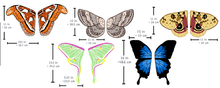 Load image into Gallery viewer, Additional Moth Wings