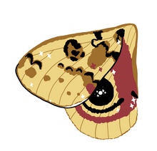 Load image into Gallery viewer, Additional Moth Wings