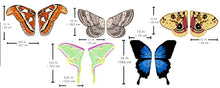 Load image into Gallery viewer, Tie-On Moth/Butterfly/ Bat/ Fairy Wings
