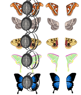 Moth Mystery Holiday Boxes