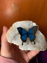 Load image into Gallery viewer, Ulysses Butterfly Enamel Pin
